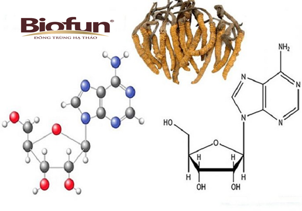 Công Dụng Của Đông Trùng Hạ Thảo Đối Với Người Cao Tuổi