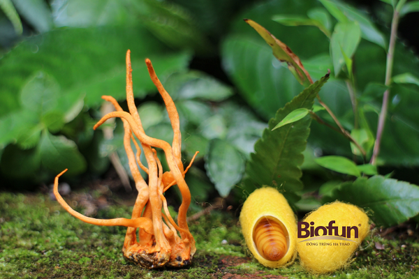 Hiểu Đúng Về Thuốc Cordyceps Và Nấm Đông Trùng Hạ Thảo