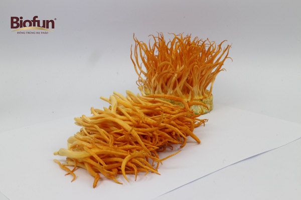 Từ Điển Về Đông Trùng Hạ Thảo Cordyceps