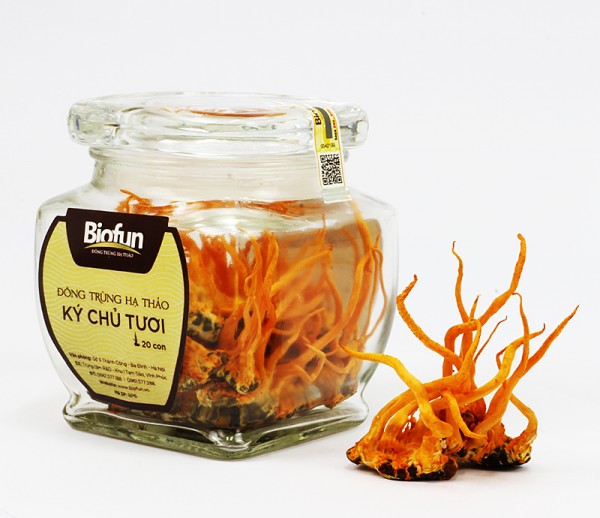 Fresh Silkworm Cordyceps (20 Cordyceps)